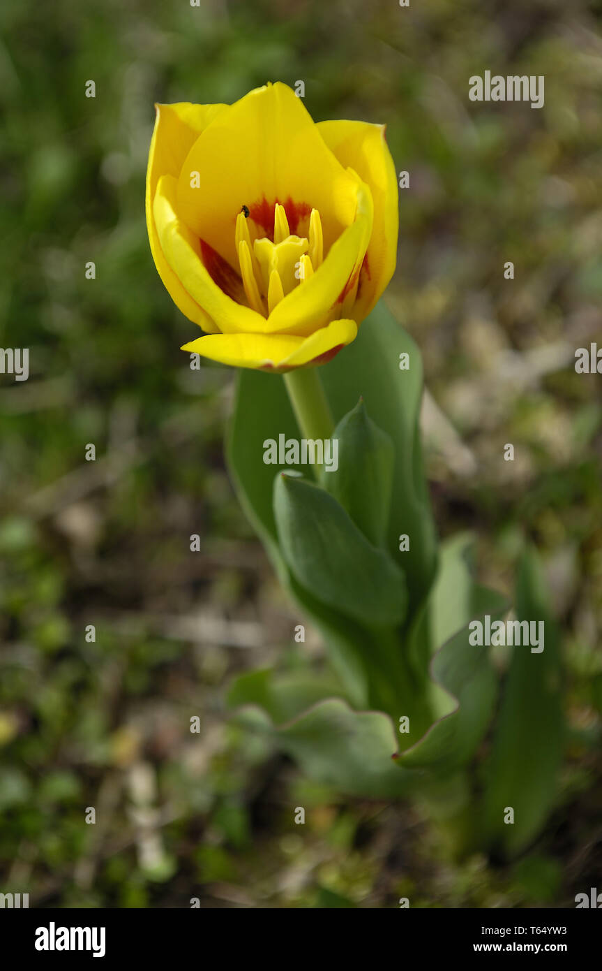 Tulip blooming season in the Netherlands, Europe Stock Photo Alamy