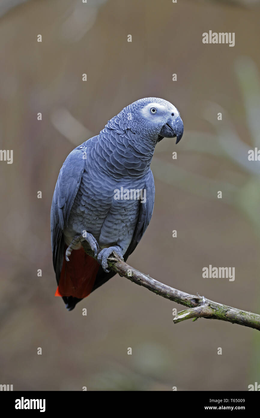 psittacus erithacus, grey parrot, african gray parrot Stock Photo
