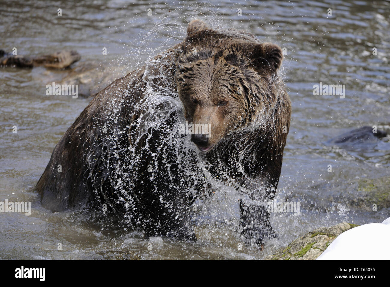 European Brown Bear (Ursus arctos Stock Photo - Alamy