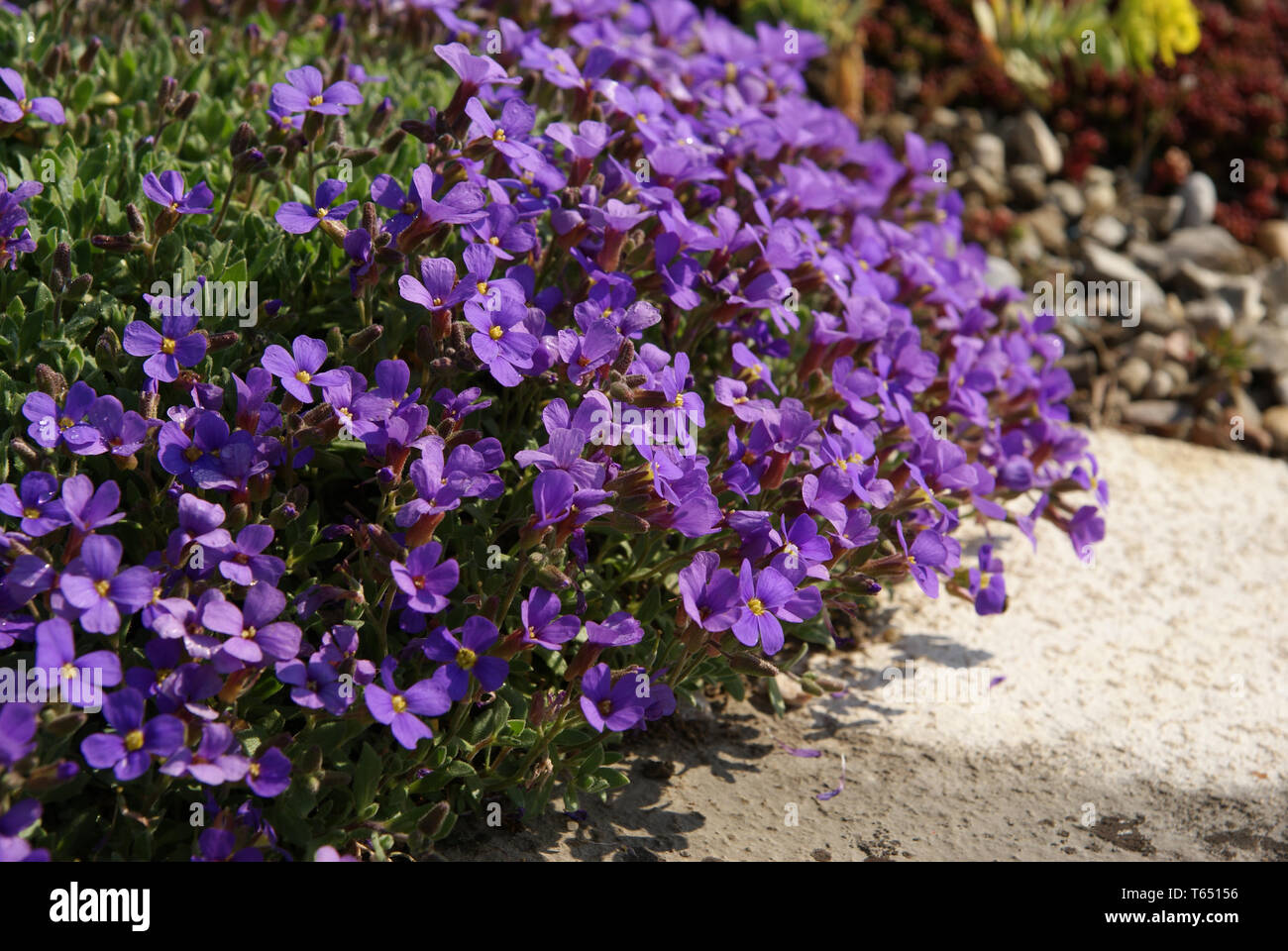 Llilacbush, purple rock cress, Rockcress blossoms Stock Photo