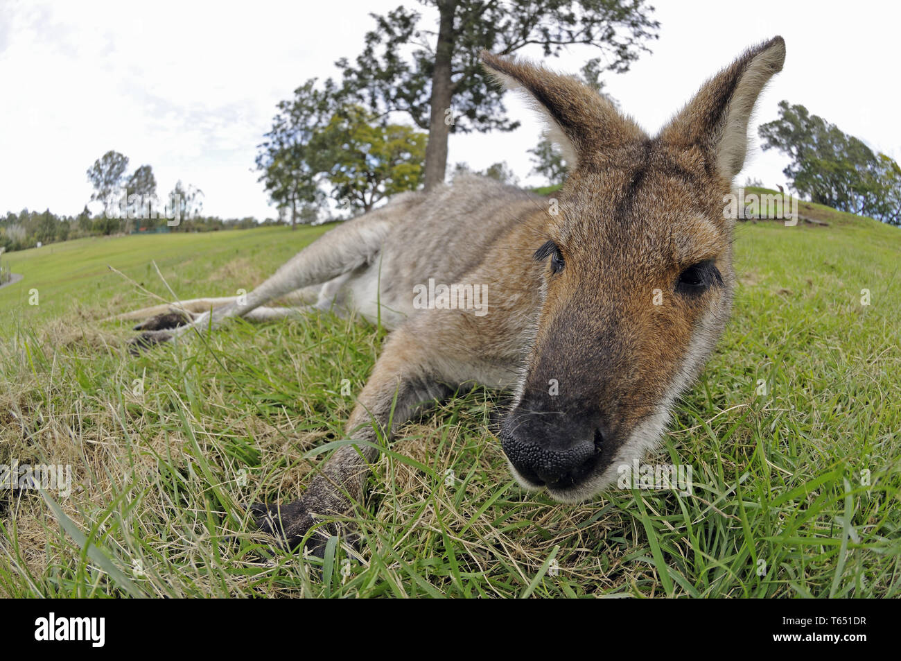 red-necked wallaby or Bennett's wallaby (Macropus rufogriseus) Stock Photo