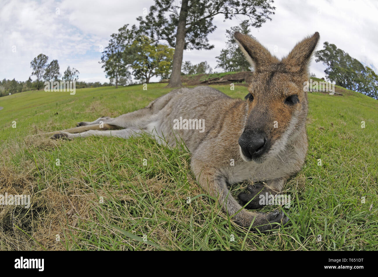 red-necked wallaby or Bennett's wallaby (Macropus rufogriseus) Stock Photo