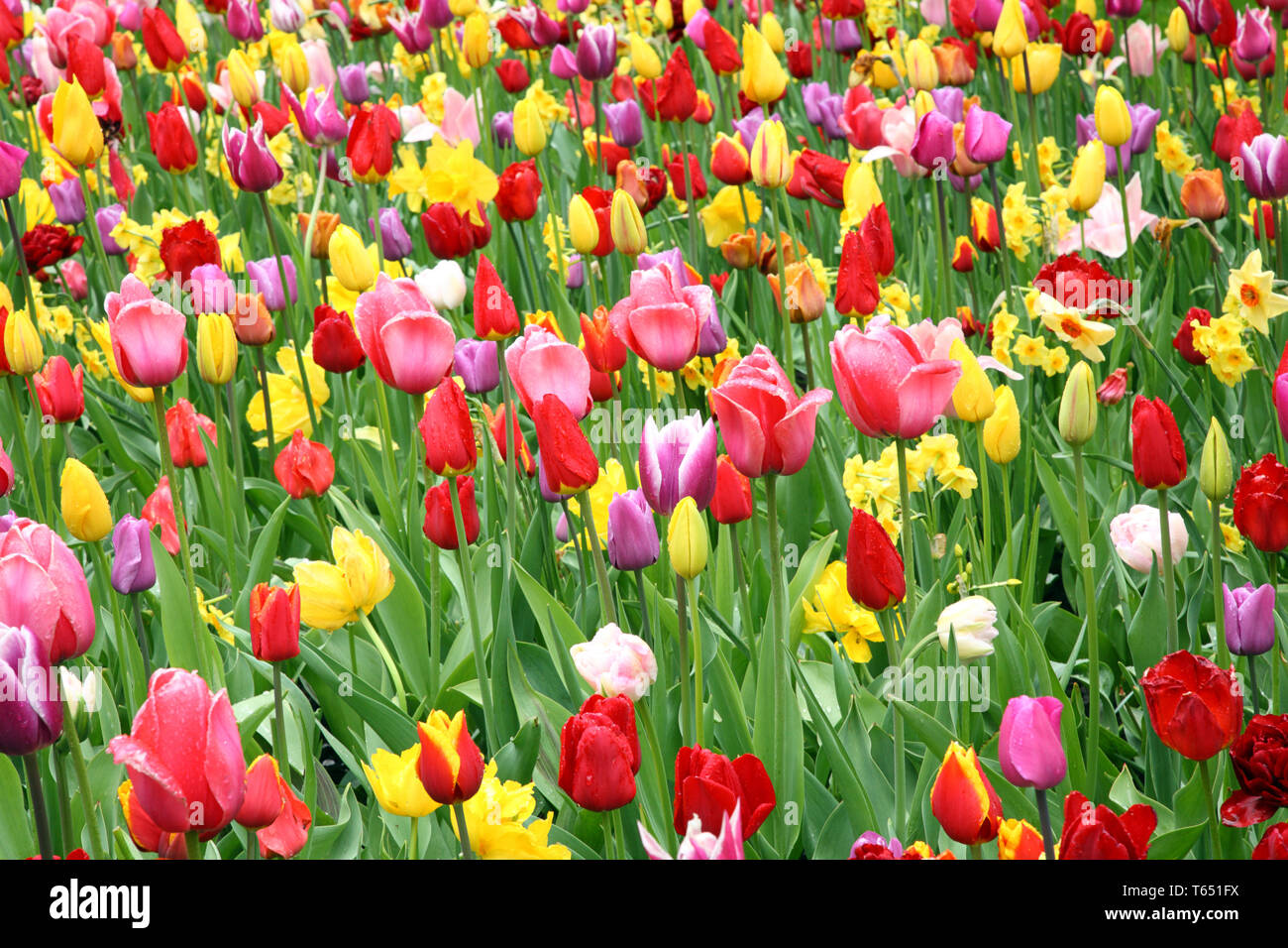 Tulip blooming season in the Netherlands, Europe Stock Photo Alamy
