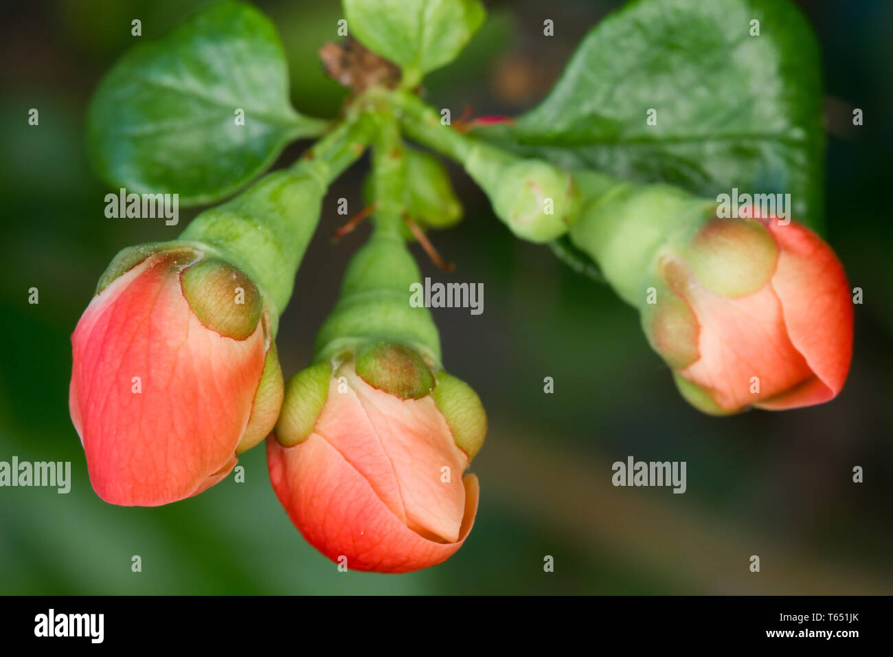 flowering quince, genus Chaenomeles Stock Photo Alamy