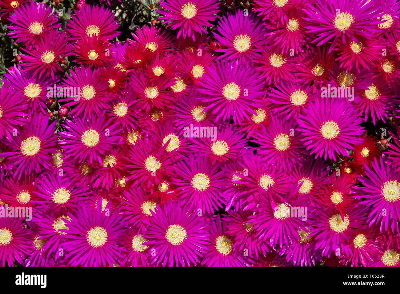 Crystalline iceplant or Midday Flower, Mesembryanthemum crystallinum Stock Photo