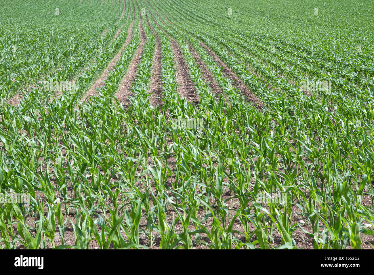 field of maize, Bavaria, Germany Stock Photo - Alamy