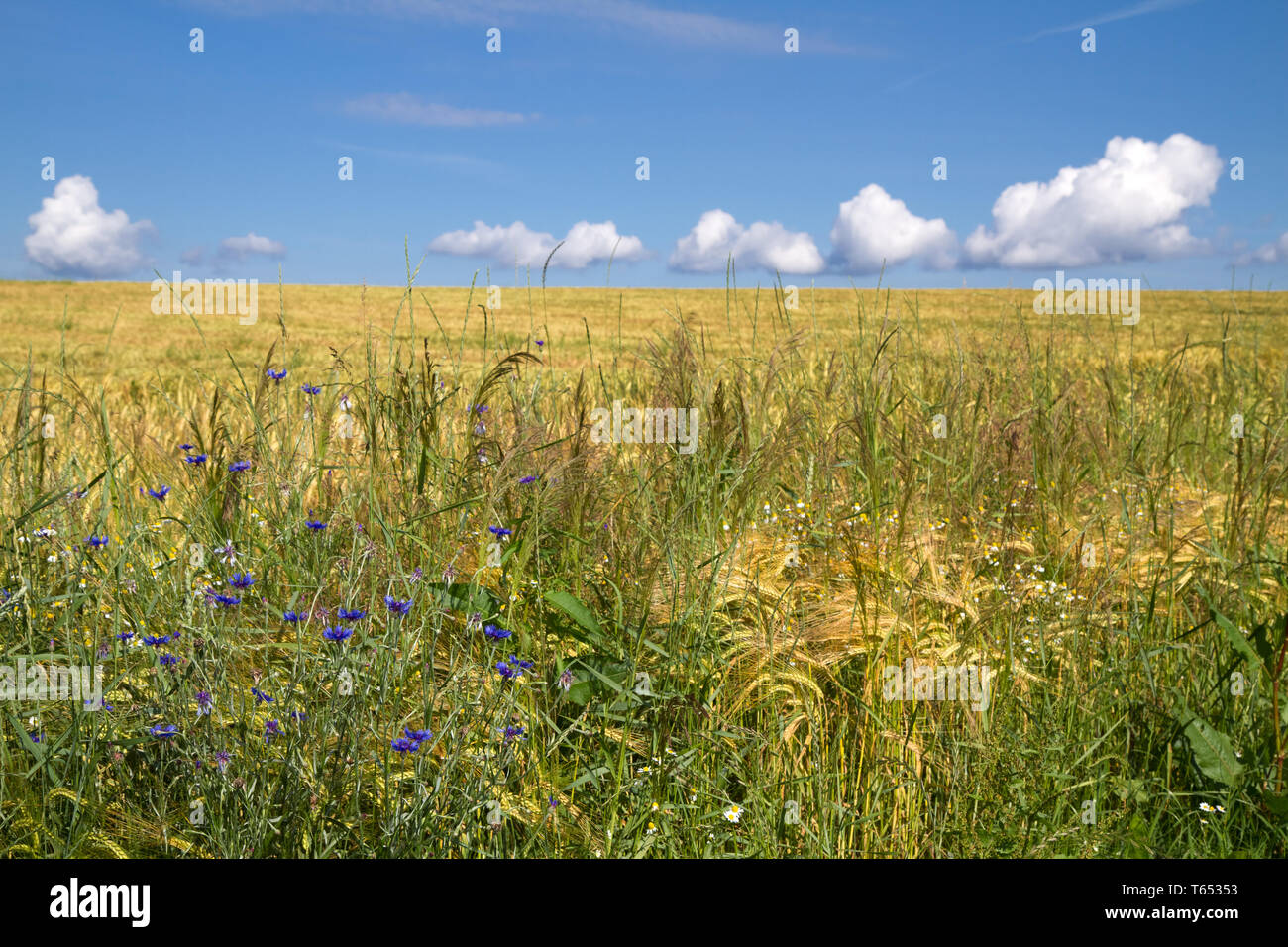 field with cornflower or hurtsickle, Centaurea cyanus, Bavaria, Germany Stock Photo
