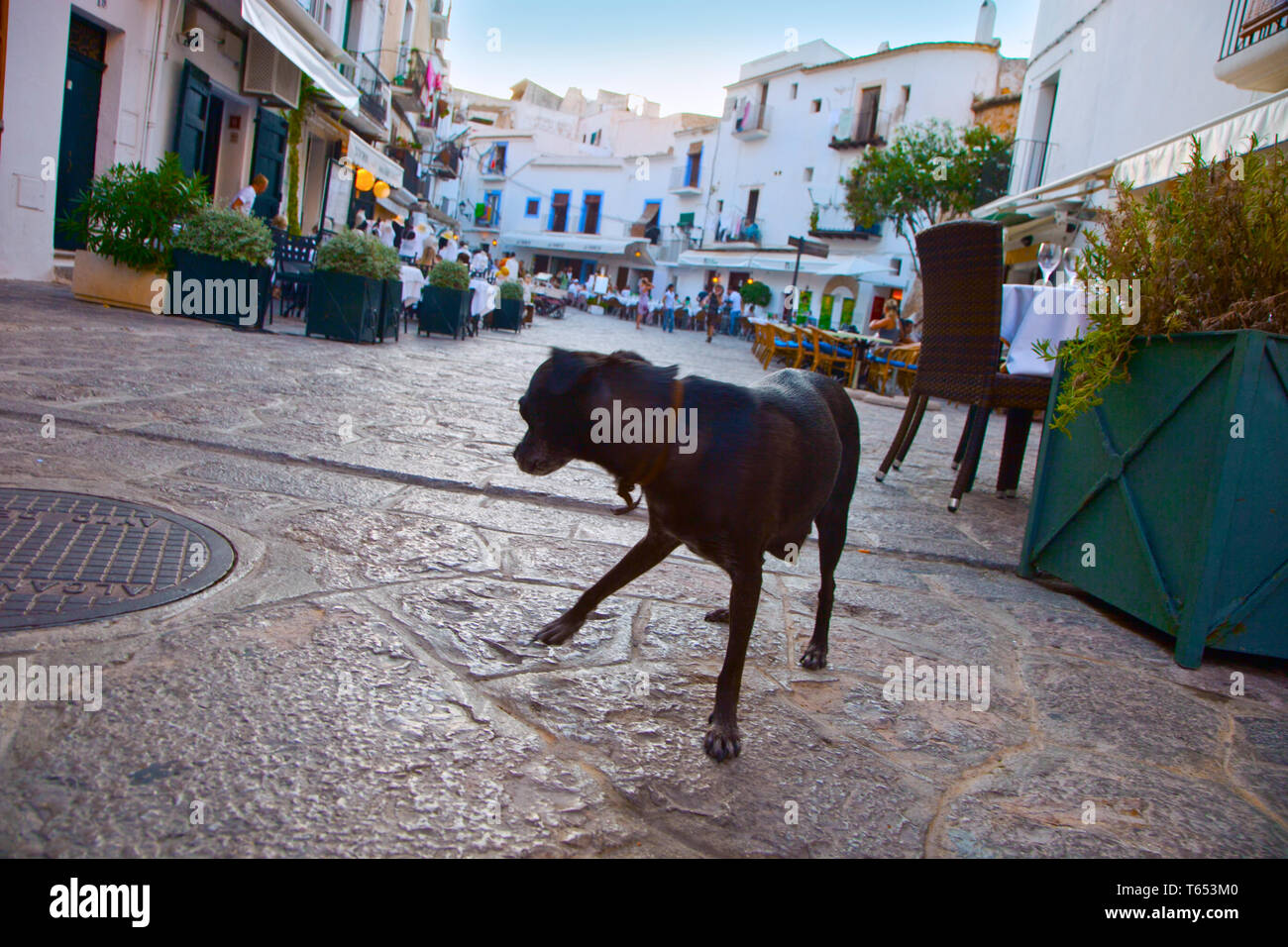 Dog in Vila Square. Restaurant. Dalt Vila. Eivissa. Ibiza city. Ibiza. Balearic Islands. Spain. Stock Photo