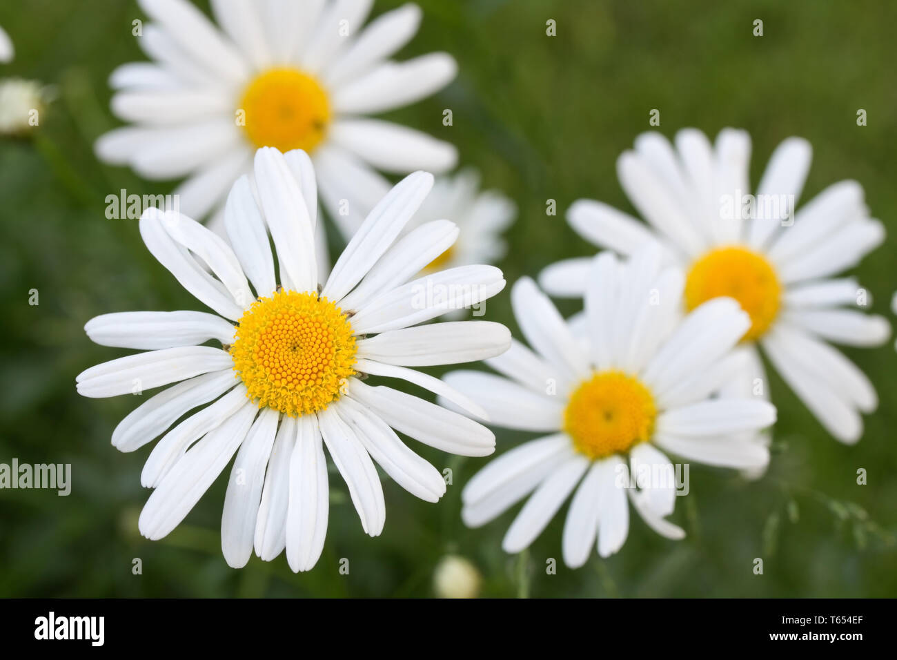 Marguerite, Dog Daisy, French Daisy [Leucanthemum vulgare] Stock Photo
