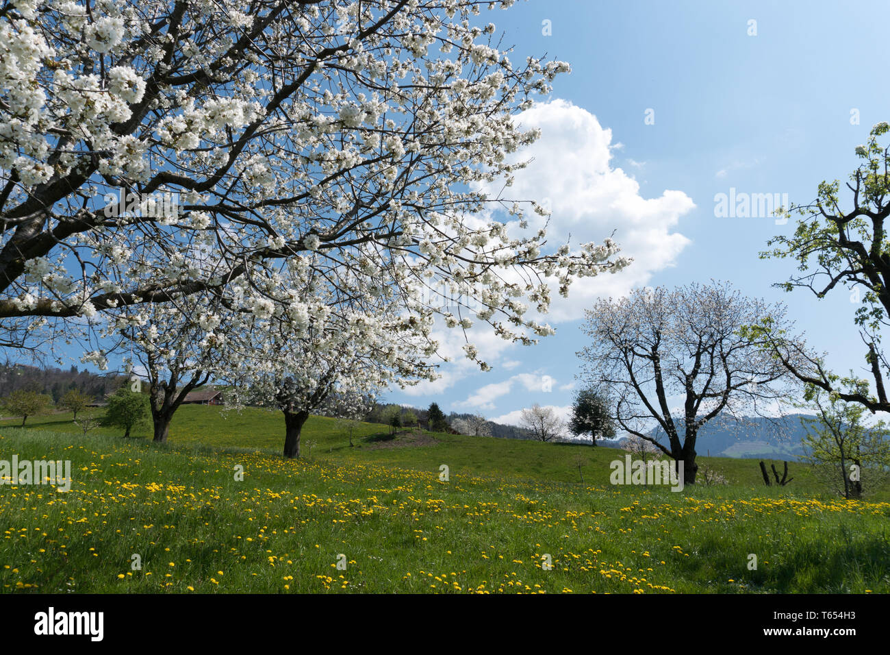 Canton Zug High Resolution Stock Photography and Images - Alamy