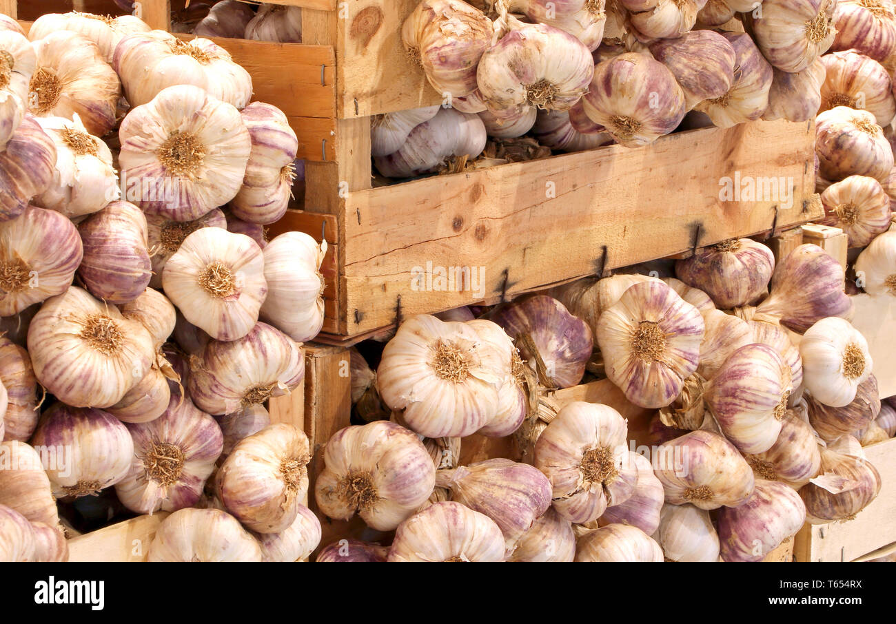 boxes full of many cloves of white garlic for sale Stock Photo Alamy
