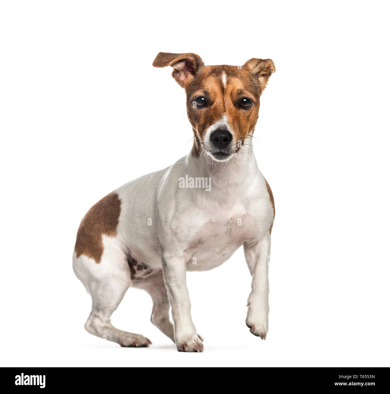 1 year old 2025 jack russell