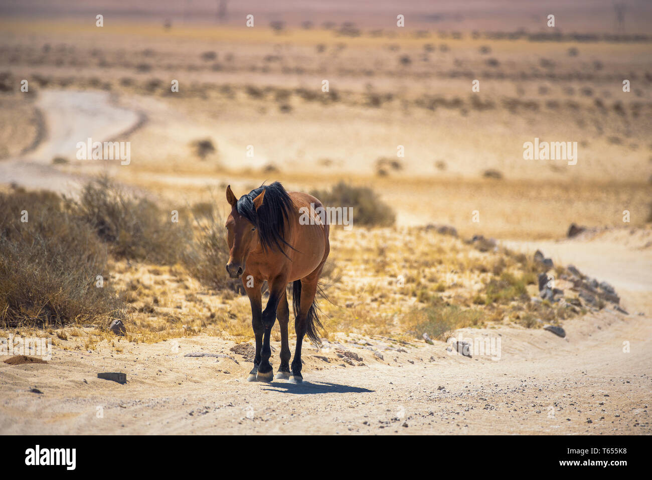 Wild horse of the Namib desert walks on a dirt road near Aus, south Namibia Stock Photo