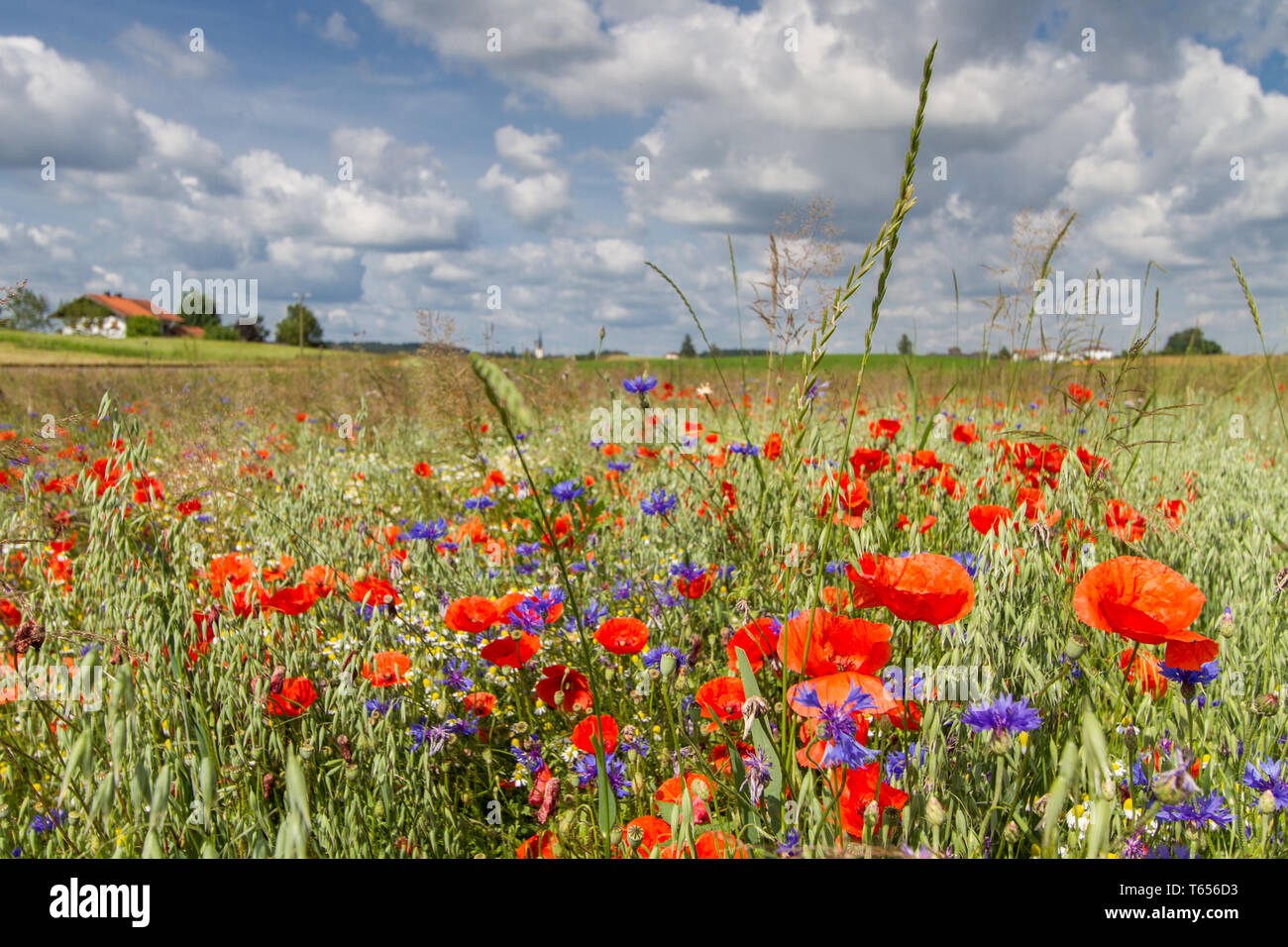 Poppy field with pink poppies in sunshine hi-res stock photography and ...