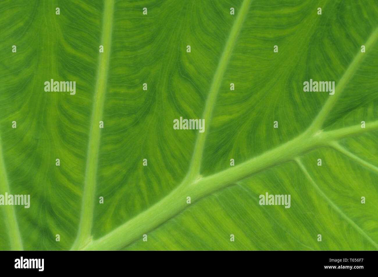 Structure of a leaf hi-res stock photography and images - Alamy
