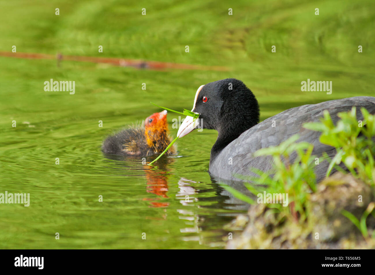 Eurasian coot, Fulica atra, Germany Stock Photo