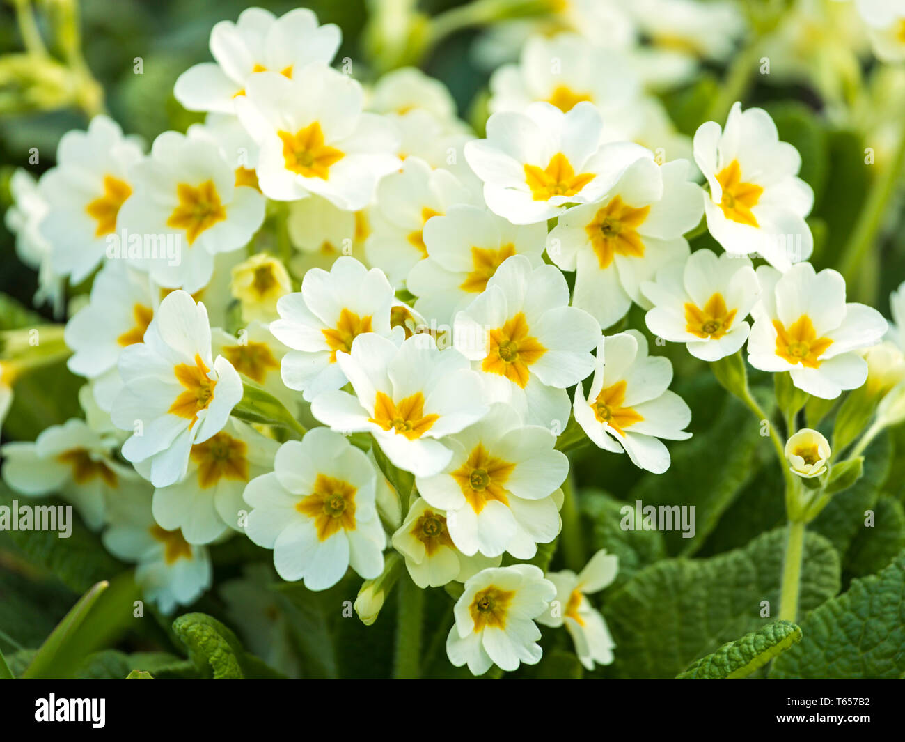 Common Primrose Or Primula Vulgaris Flowers In A Garden Stock Photo Alamy
