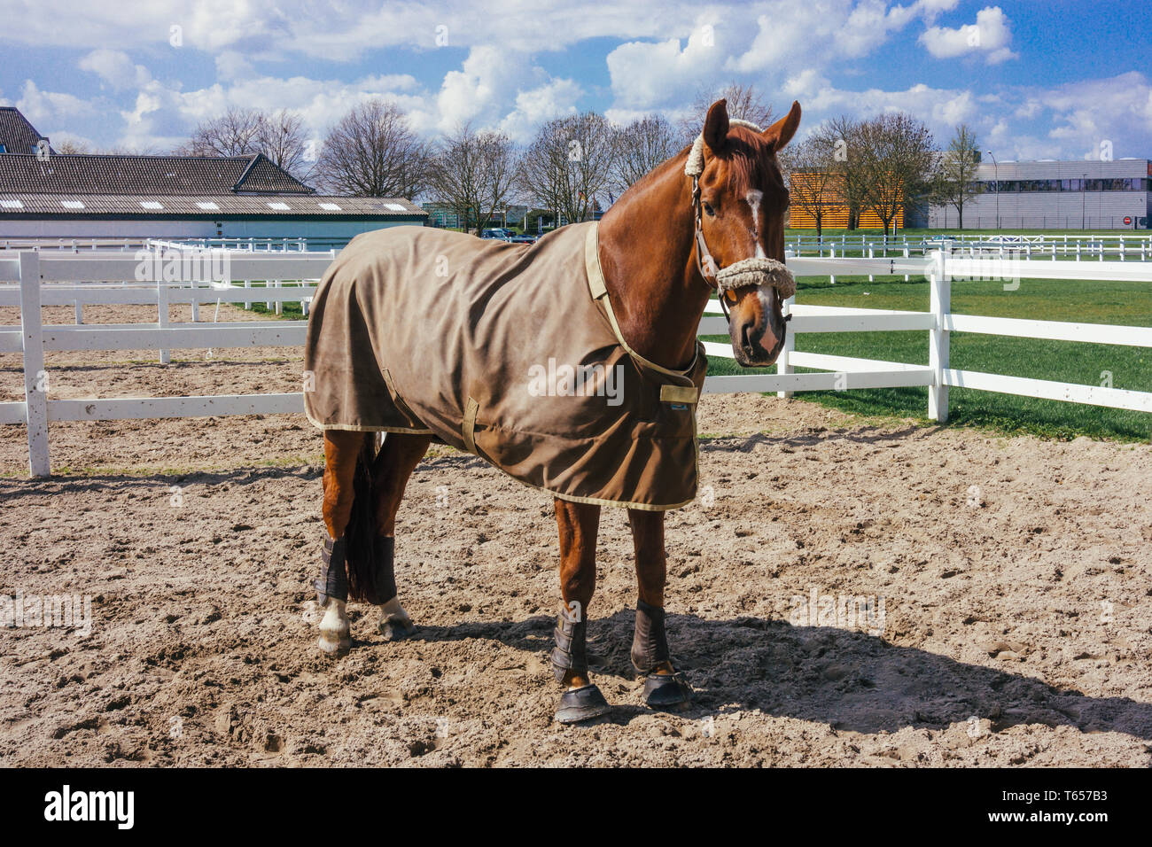 Horse with a blanket Stock Photo - Alamy