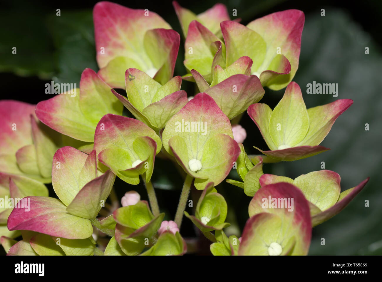 hydrangea flower Stock Photo