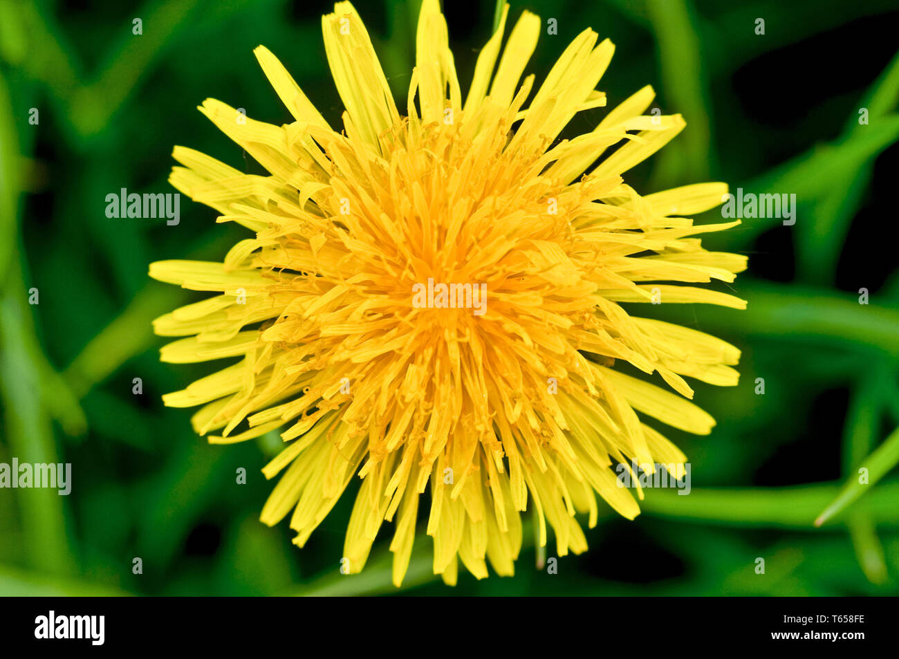 blossom-dandelion-taraxacum-officinale-hi-res-stock-photography-and