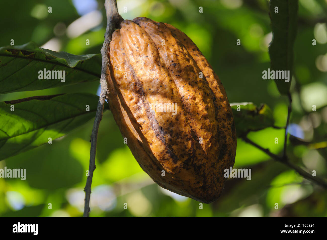 Cocoa fruits and cocoa beans Stock Photo Alamy