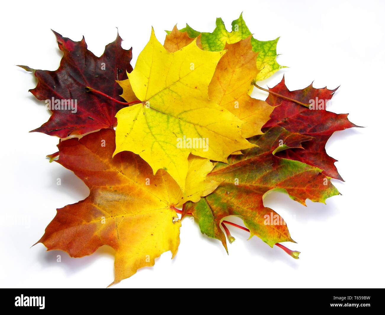 Colourful maple hi-res stock photography and images - Alamy