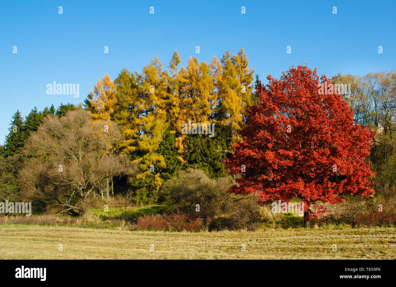 Autumn lanscape colour trees and meadow Stock Photo - Alamy