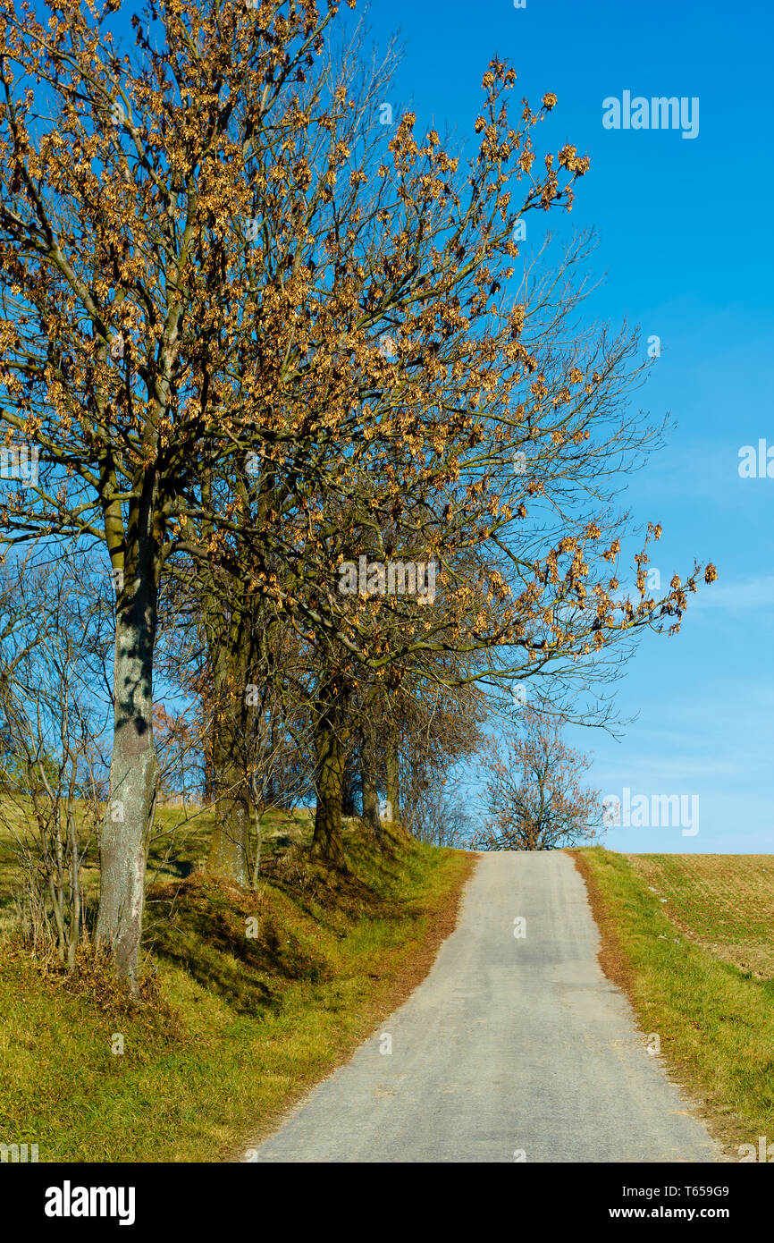 Road in the autumn with yellow trees Stock Photo - Alamy