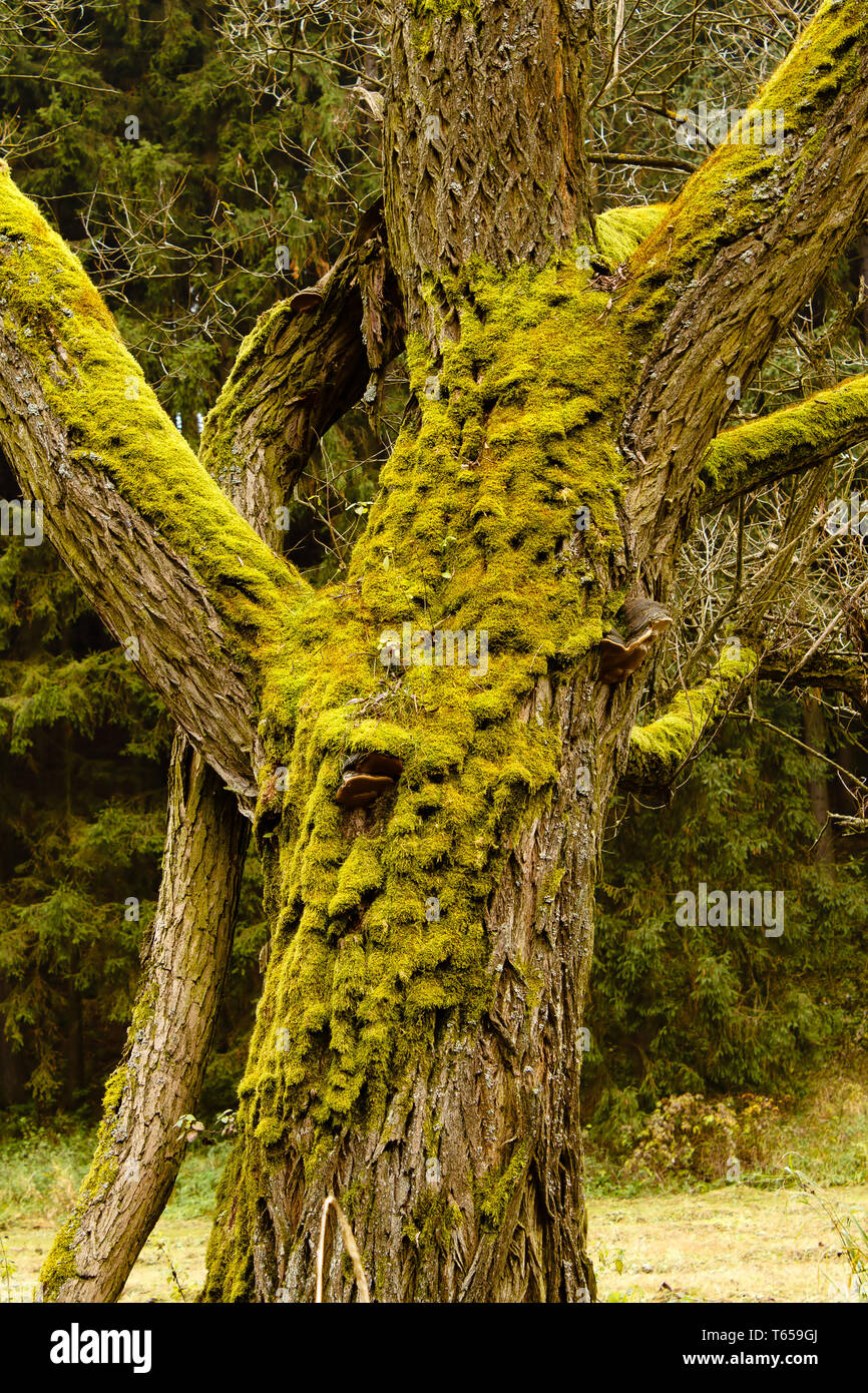 Bright Green Moss (bryophytes) on tree trunks Stock Photo