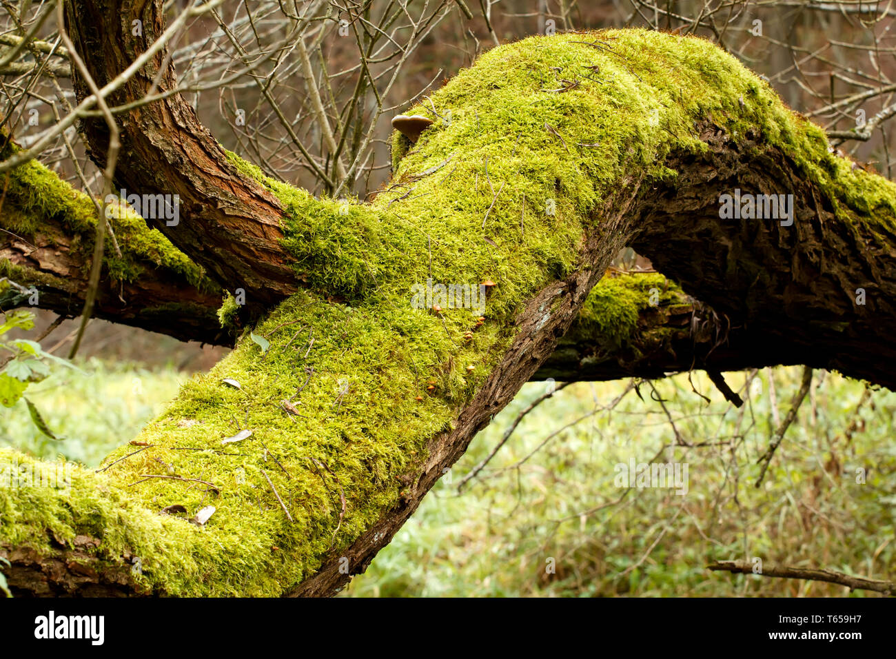 Bright Green Moss (bryophytes) on tree trunks Stock Photo