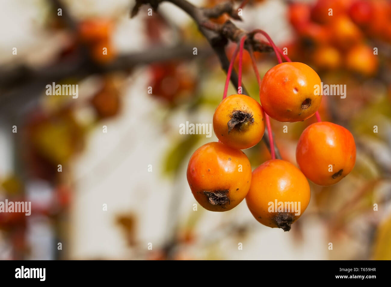 Chinese Apple, Malus prunifolia Stock Photo