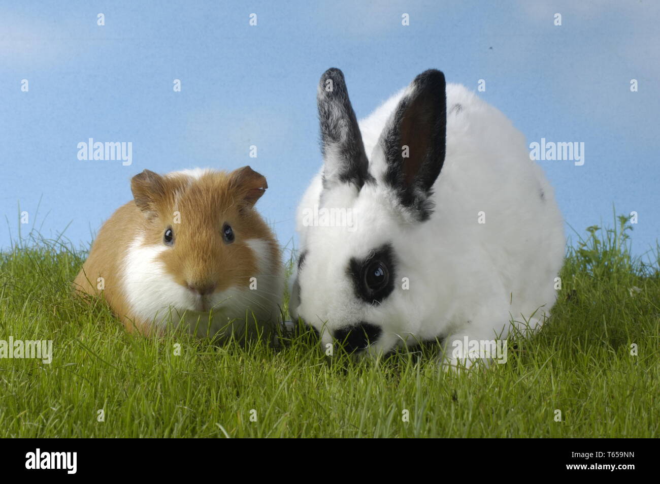 Dwarf Rabbit Stock Photo