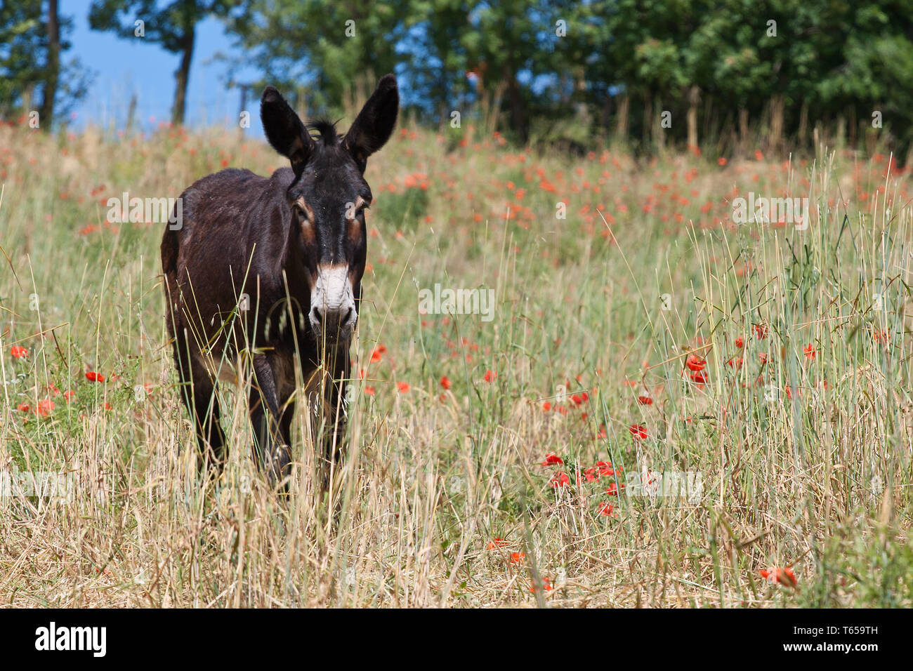 Donkey meat hires stock photography and images Alamy
