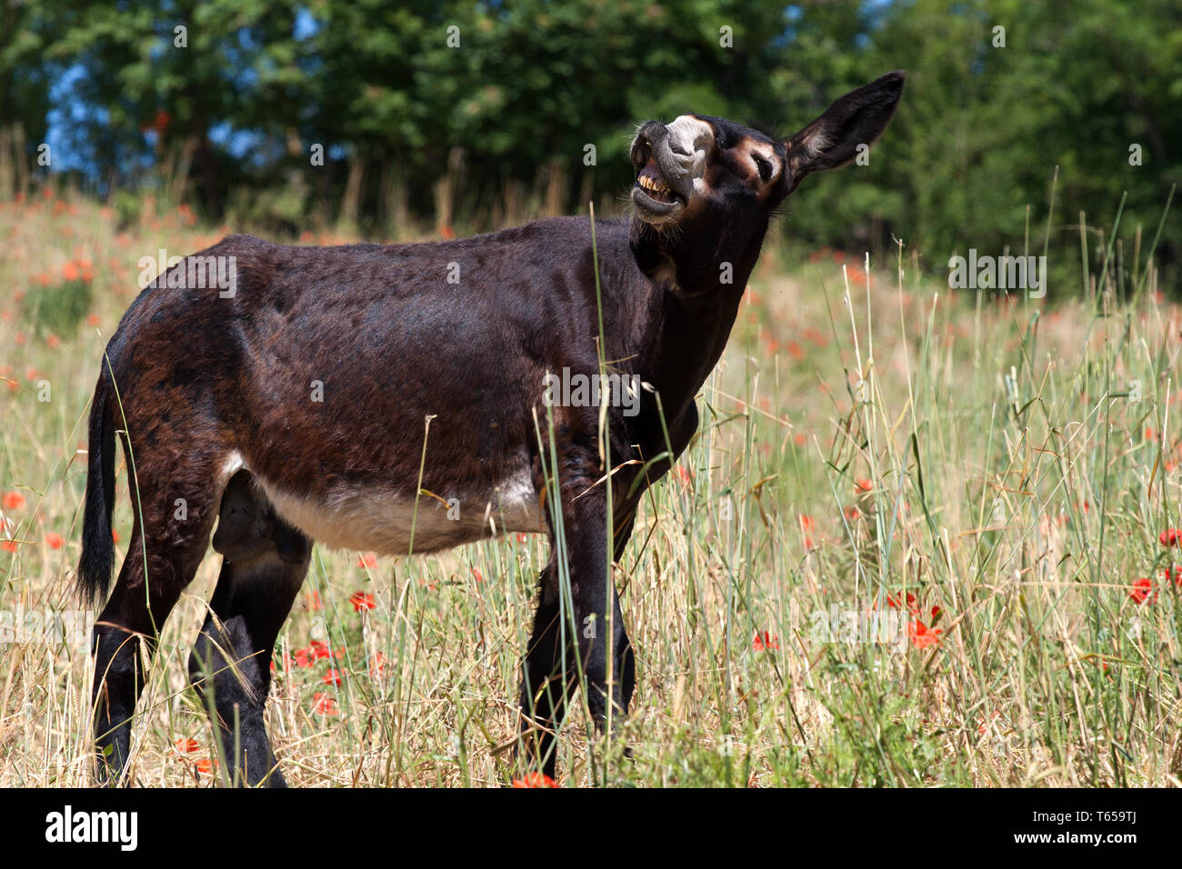 Donkey meat hires stock photography and images Alamy