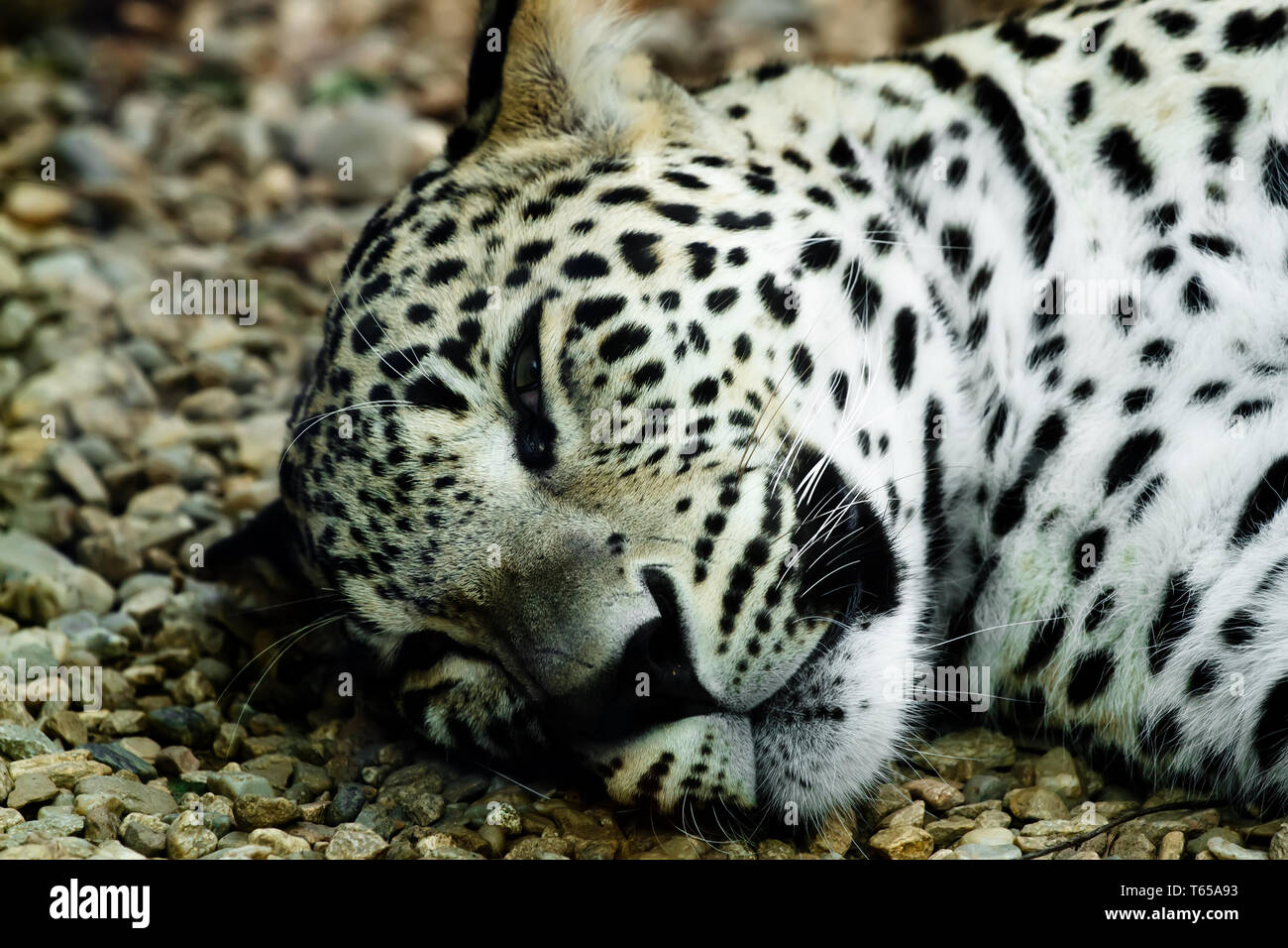 Sleeping snow leopard hi-res stock photography and images - Alamy