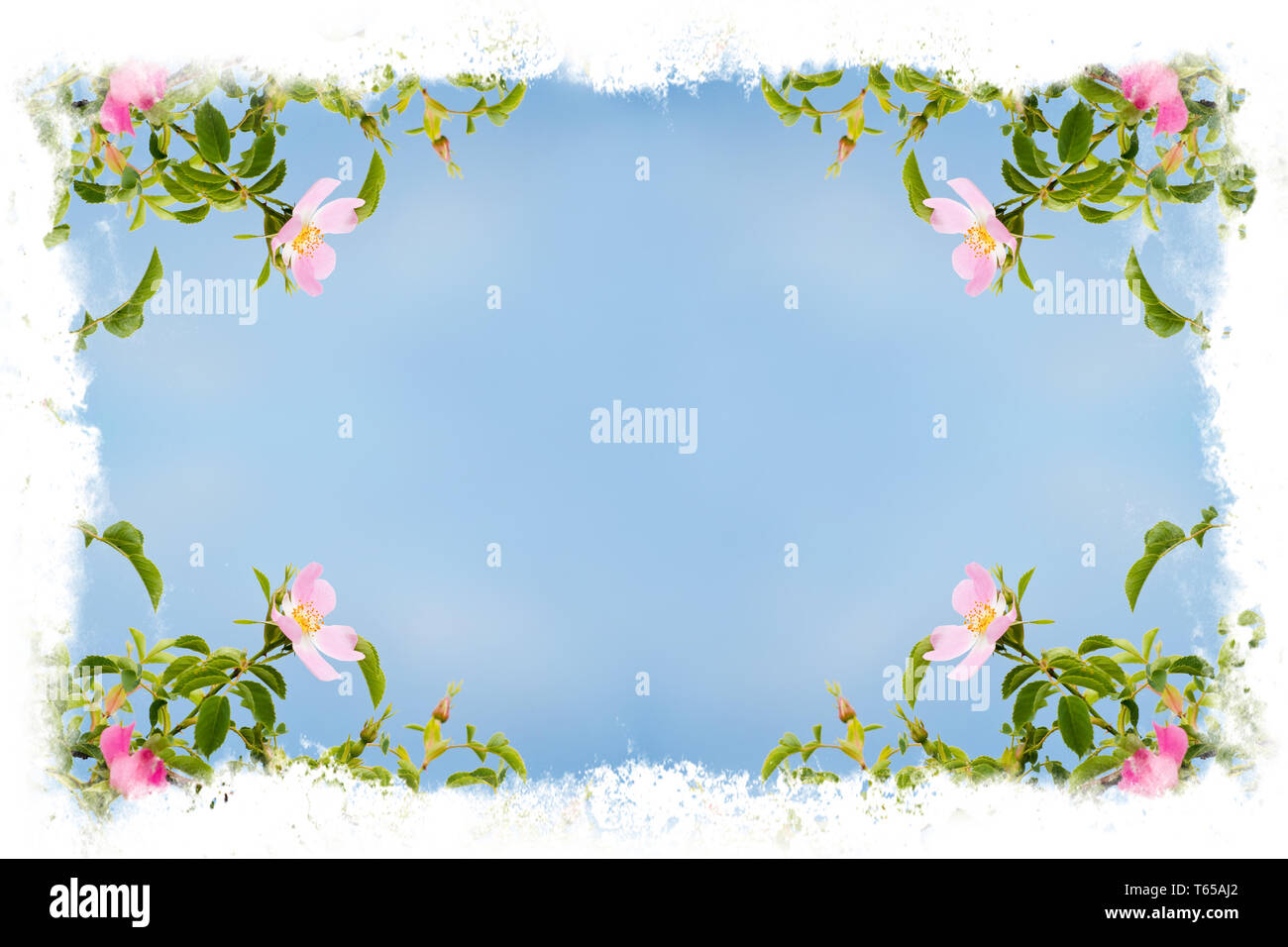 June flower border plant Cut Out Stock Images & Pictures - Alamy