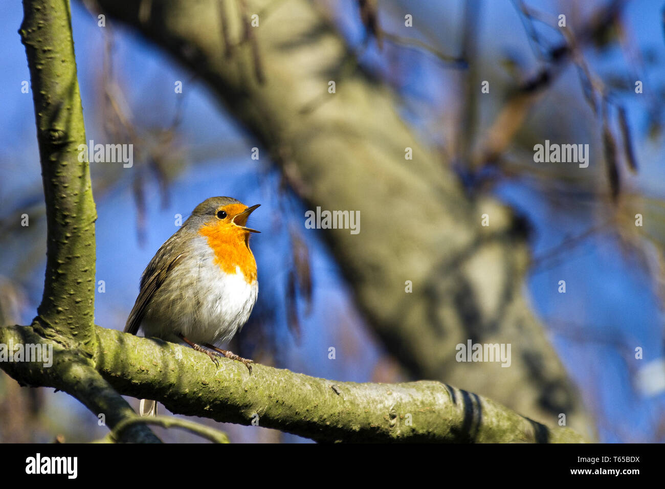 European robin erithacus rubecula flying hi-res stock photography and ...