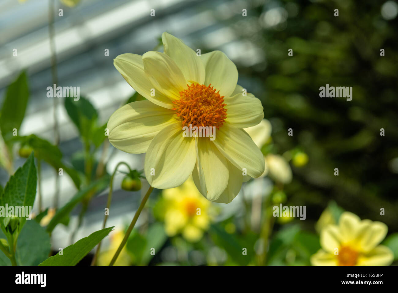 A Close Up Photo Of A Sunflower The Flower S Scientific Name Is Helianthus Stock Photo Alamy