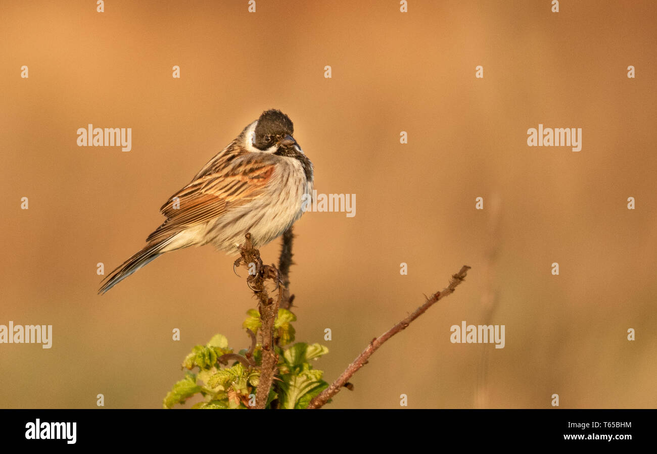 Male Reed bunting perched Carr Naze, Filey Stock Photo - Alamy