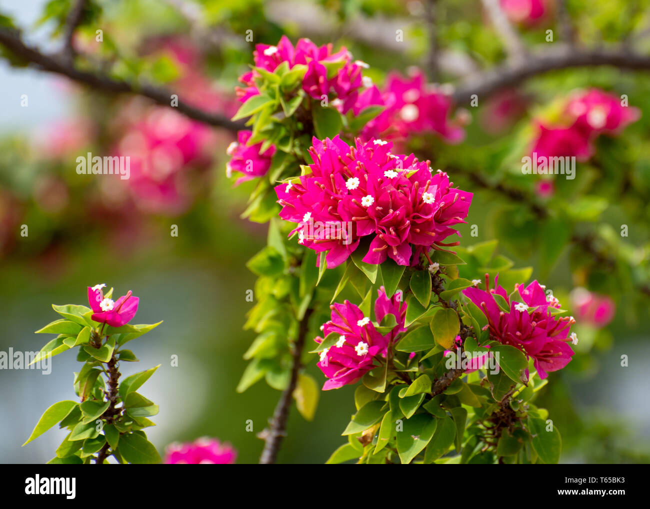 Paper flower vine hi-res stock photography and images - Alamy