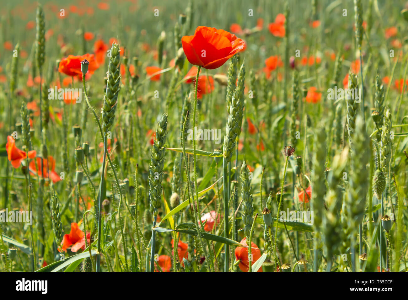 detail of green wheat with red poppies Stock Photo - Alamy