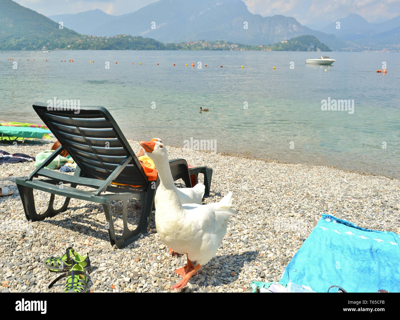 Two angry gooses are walking along Lierna beach with Bellagio peninsula and lake Como with motorboat anchored in background. Stock Photo
