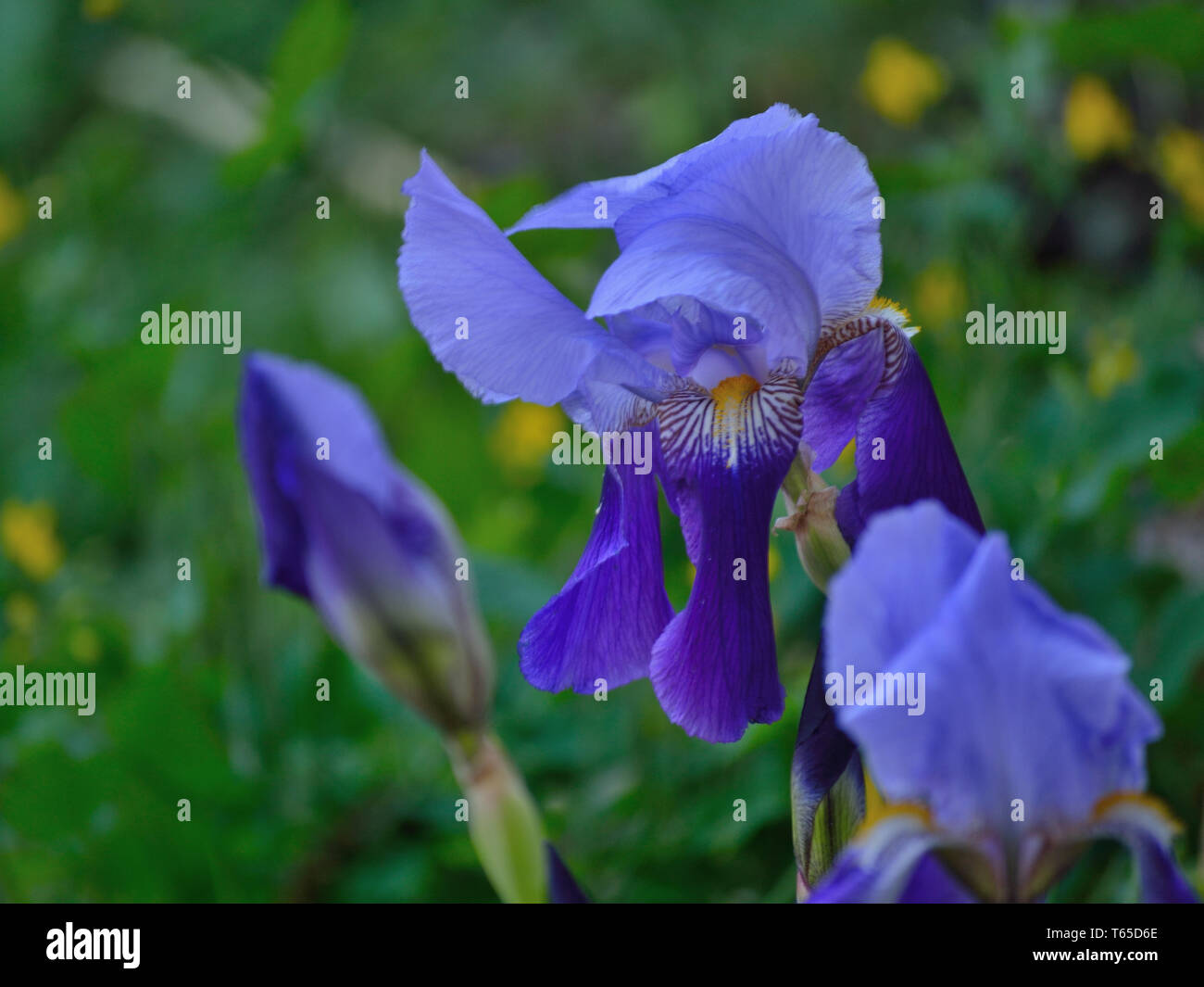 Purple iris in the garden Stock Photo