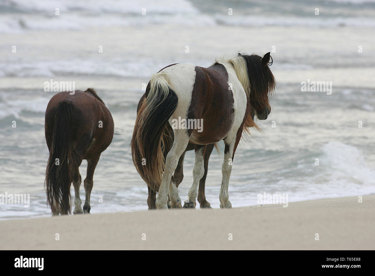 Chincoteague pony Stock Photo Alamy