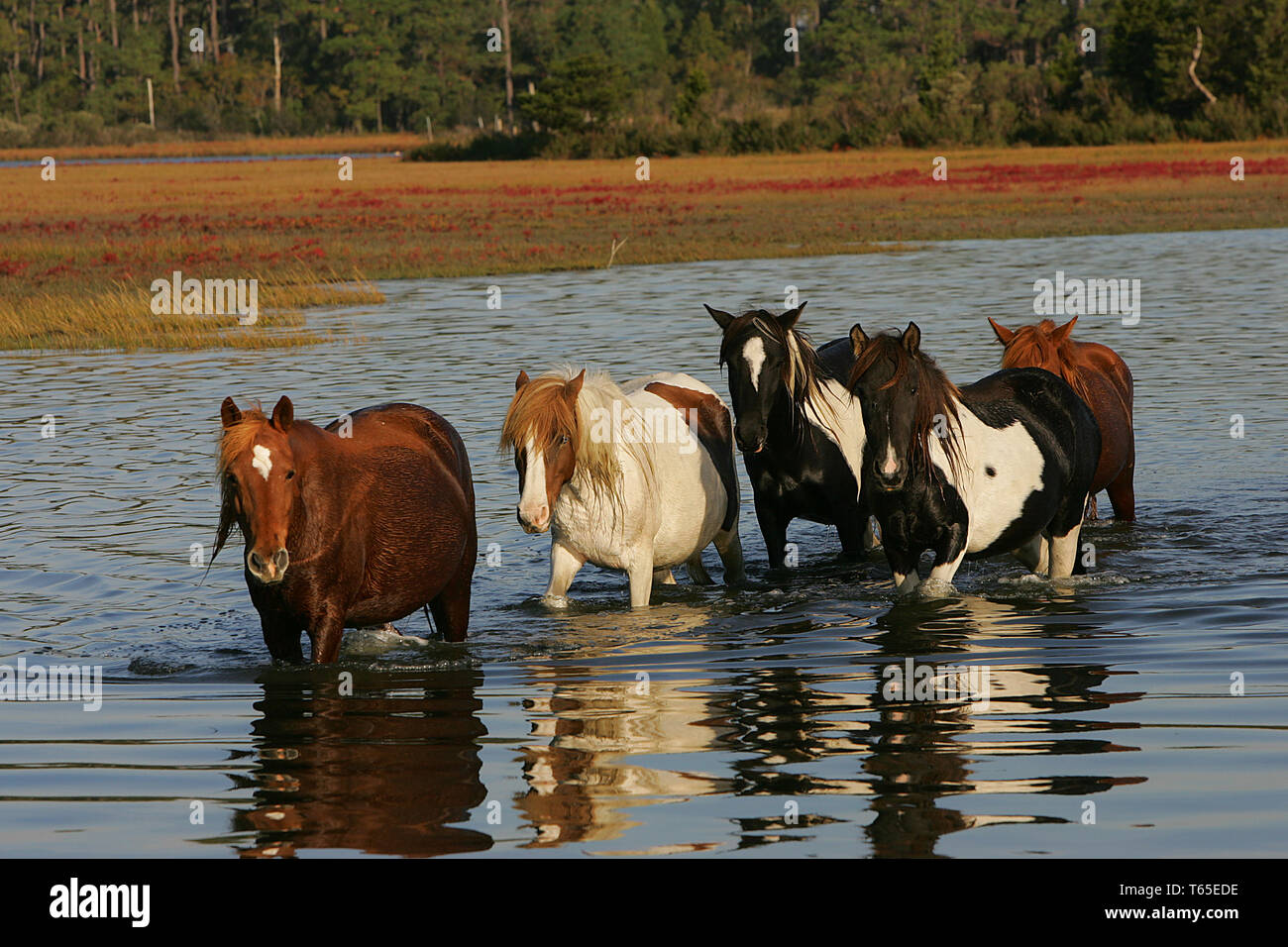 Misty Of Chincoteague High Resolution Stock Photography and Images - Alamy