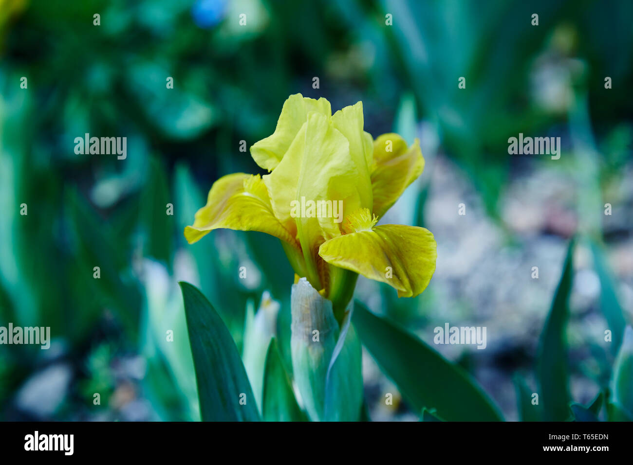 A dwarf,bearded Iris in a spring garden. Stock Photo