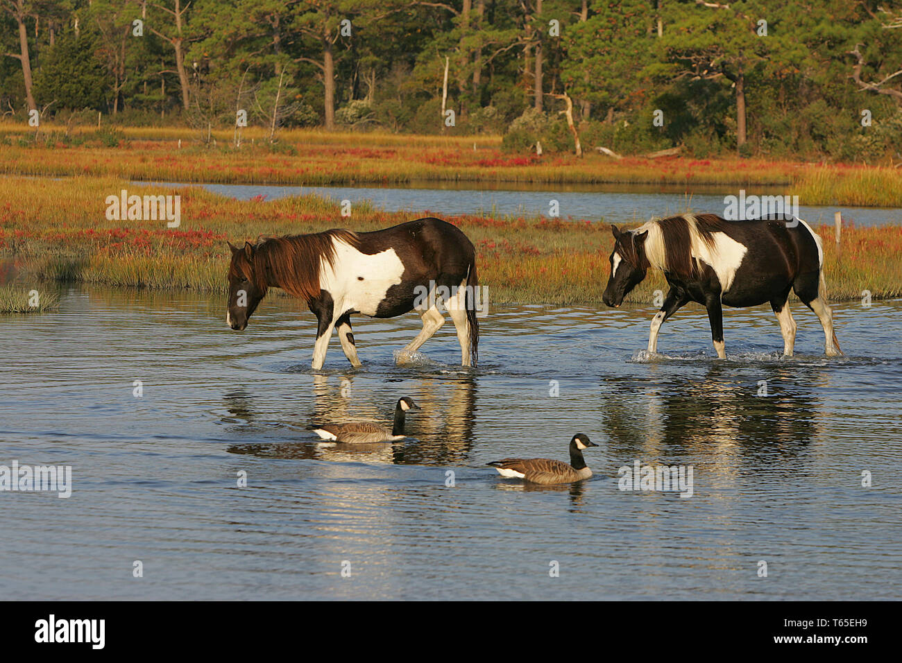 Misty of chincoteague hi-res stock photography and images - Alamy