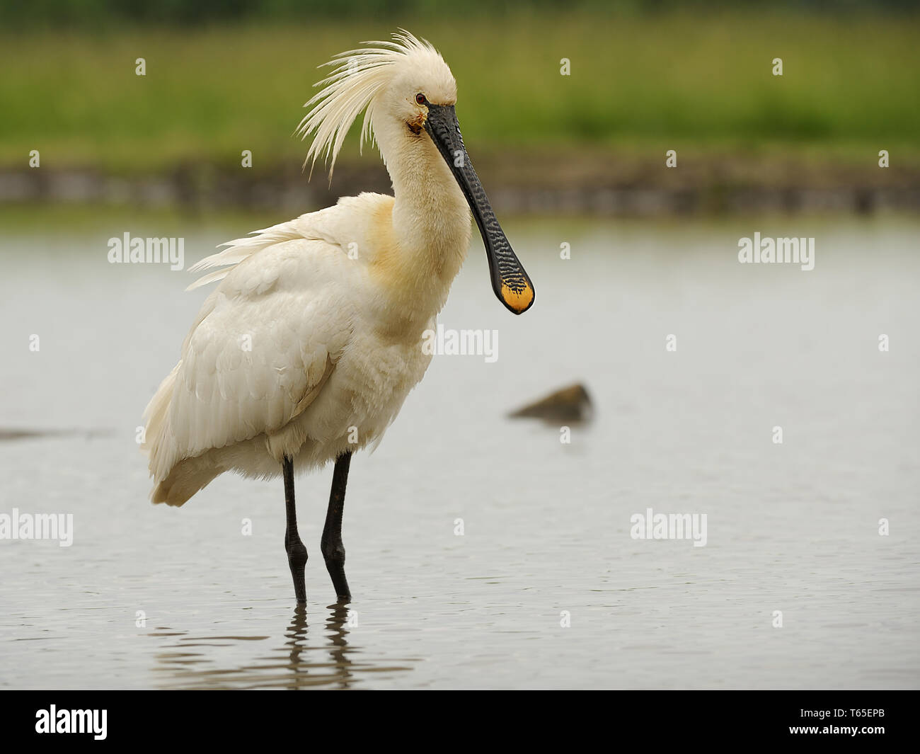 Common Spoonbill, Platalea Leucorodia Stock Photo - Alamy