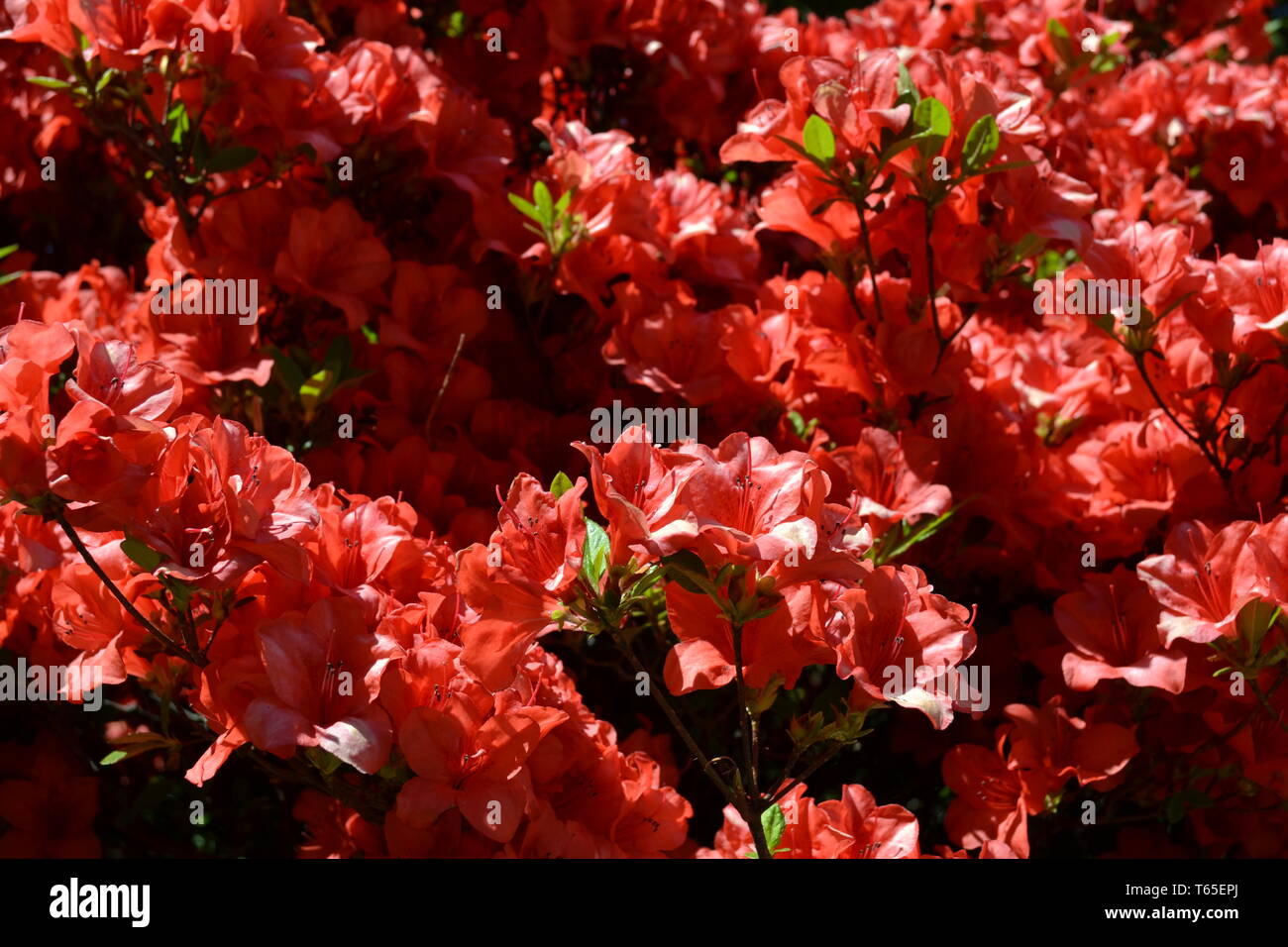 Beautiful early spring sunny day close-up view to pink rhododendron flowers blooming in a garden. Stock Photo