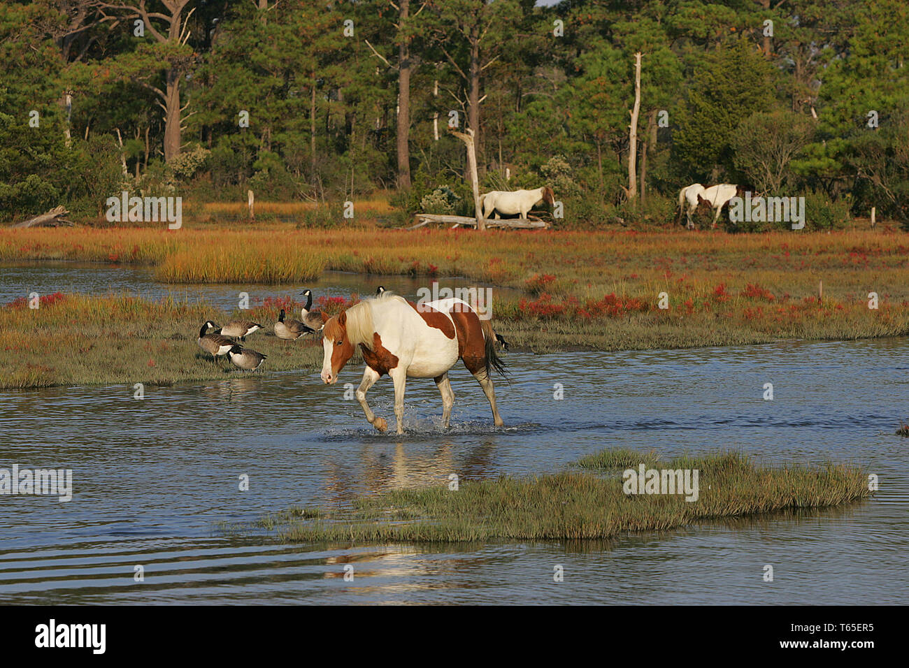 Misty of chincoteague hi-res stock photography and images - Alamy